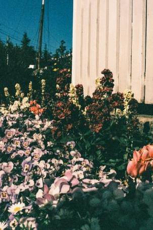Draped arch with roses